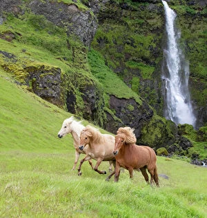 Green Woodlands Collection: RF - Icelandic horses, three running through grassland, waterfall in background. Southern Iceland
