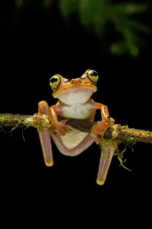 Hylidae Prints: RF - Imbabura tree frog (Boana picturata) resting on a branch in rainforest understorey at night