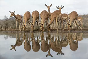 RF - Impala (Aepyceros melampus) at water with reflections, Zimanga game reserve, South Africa