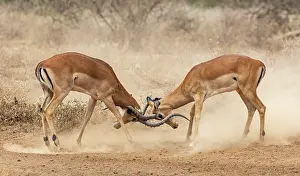 Antlers Prints: RF - Two Impala (Aepyceros melampus) males fighting