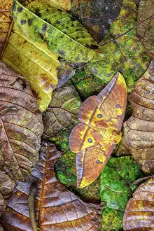 Emperor Moth Prints: RF - Imperial moth (Eacles imperialis) camouflaged in leaf litter