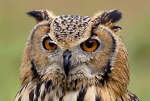Animal Portrait Gallery: RF- Indian eagle owl (Bubo bengalensis) head portrait, captive, from India