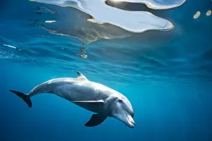 RF - Indian Ocean bottlenose dolphin (Tursiops aduncus) swimming just below the surface in sunlight, Gubal Island