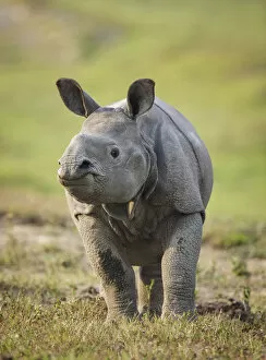 Images Dated 11th March 2009: RF- Indian rhinoceros (Rhinoceros unicornis) calf, Kaziranga National Park, Assam, India