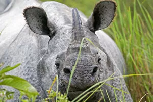RF - Indian rhinoceros (Rhinoceros unicornis) Kaziranga National Park, Assam, India