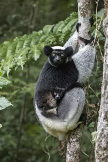 2018 September Highlights Gallery: RF- Indri (Indri indri) portrait of a female with a newborn baby. Maromizaha reserve