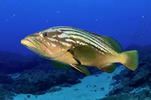 Serranidae Prints: RF - Island grouper (Mycteroperca fusca) portrait
