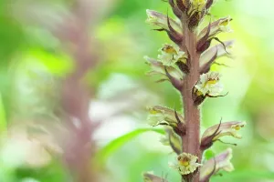 Orobanchaceae Prints: RF - Ivy broomrape (Orobanche hederae) in flower