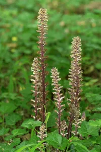 Orobanchaceae Prints: RF - Ivy broomrape (Orobanche hederae) growing among Ivy (Hedera helix)