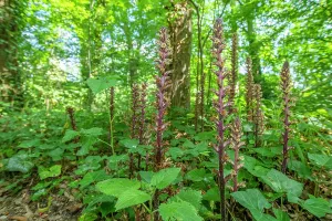 Orobanchaceae Prints: RF - Ivy broomrape (Orobanche hederae) growing among Ivy (Hedera helix)