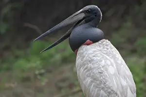 Ciconiidae Prints: RF - Jabiru (Jabiru mycteria) portrait