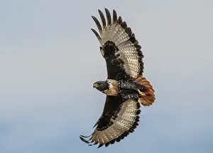Underside Prints: RF - Jackal buzzard (Buteo rufofuscus) in flight