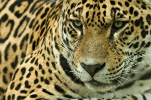 Images Dated 10th September 2010: RF- Jaguar (Panthera onca) head portrait, captive