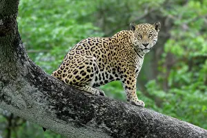 Near Threatened Prints: RF - Jaguar (Panthera onca) male