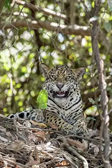 Animal Markings Prints: RF - Jaguar (Panthera onca) resting among forest undergrowth