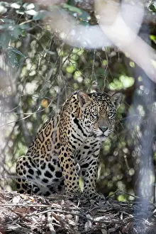 Animal Markings Prints: RF - Jaguar (Panthera onca) sitting among forest undergrowth