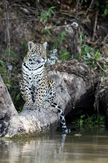 Animal Markings Prints: RF - Jaguar (Panthera onca) sitting on tree trunk at water's edge