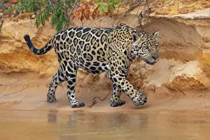 Spotted Prints: RF - Jaguar (Panthera onca) walking along sandy riverbank