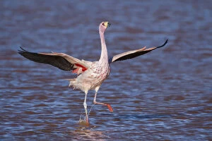 Bernard Castelein Collection: RF- Jamess flamingo (Phoenicoparrus jamesi) wings spread, taking off from water