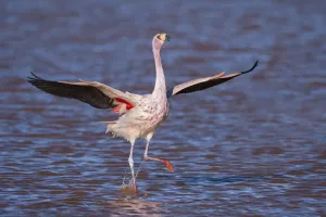 Images Dated 30th April 2017: RF- Jamess flamingo (Phoenicoparrus jamesi) wings spread, taking off from water