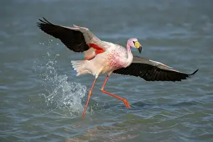 Taking Off Prints: RF - James's flamingo (Phoenicoparrus jamesi) running on lake surface