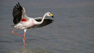 Altitude Prints: RF - James's flamingo (Phoenicoparrus jamesi) standing in lake spreading wings