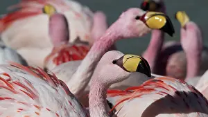 Altitude Prints: RF - James's flamingos (Phoenicoparrus jamesi) flock