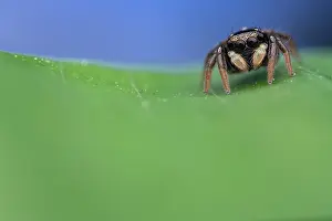 Salticidae Prints: RF - Jumping spider (Corythalia sp)
