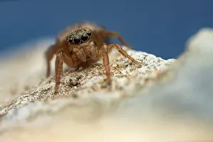 Salticidae Prints: RF - Jumping spider (Euophrys frontalis) female