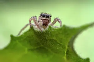 Salticidae Prints: RF - Jumping spider (Icius subinermis) female peering over the edge of a leaf