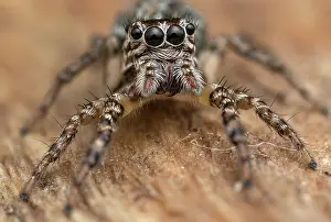 Salticidae Prints: RF - Jumping spider (Xanthofreya bicuspidata) female
