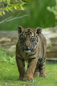 Images Dated 28th August 2013: RF- Juvenile Sumatran tiger (Panthera tigris sumatrae), aged four months, captive