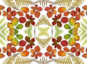 Pteridophytina Prints: RF - Kaleidoscopic image of Bramble leaves (Rubus fruticosus) and bracken fronds changing colour in autumn