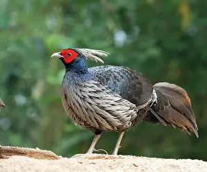 Galliformes Prints: RF - Kalij pheasant (Lophura leucomelanos) male