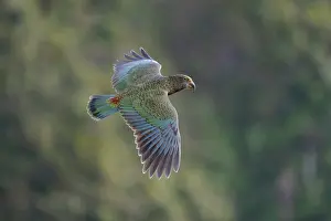 Psittacines Prints: RF - Kea (Nestor notabilis) juvenile