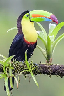 Images Dated 22nd September 2020: RF - Keel-billed toucan (Ramphastos sulfuratus) perched on branch. Boca Tapada, Costa Rica