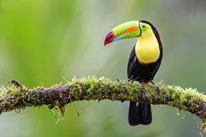 Ramphastidae Prints: RF - Keel-billed toucan (Ramphastos sulfuratus) perched on mossy branch