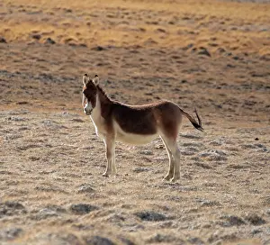 Equidae Prints: RF - Kiang (Equus kiang) standing in desert landscape