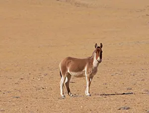 Equidae Prints: RF - Kiang (Equus kiang) standing on dry