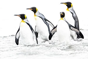 Images Dated 12th July 2019: RF - King penguin (Aptenodytes patagonicus), four returning to sea. St Andrews Bay, South Georgia