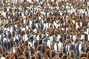 Images Dated 12th July 2019: RF - King penguin (Aptenodytes patagonicus) colony with adults and juveniles. Salisbury Plain