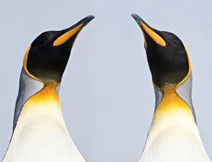 Aptenodytes Gallery: RF - King penguins (Aptenodytes patagonicus) on the beach at Salisbury Plain