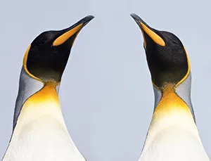 Aptenodytes Prints: RF - King penguins (Aptenodytes patagonicus) on the beach at Salisbury Plain