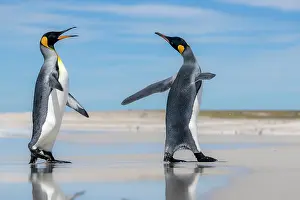 RF - Two King penguins (Aptenodytes patagonicus) interacting on beach, Falkland Islands. (This image may be licensed either as rights managed or royalty free.)