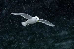 Norway Prints: RF - Kittiwake (Rissa tridactyla) in flight during snowfall Hornoya