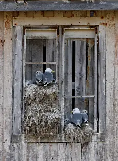 Seagulls Prints: RF - Kittiwakes (Rissa tridactyla) nesting on a window in the city
