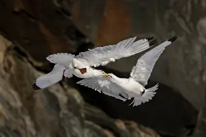 Nordic Countries Prints: RF - Two Kittiwakes (Rissa tridactylus) in flight
