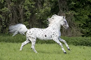 Gallop Prints: RF - Knabstrupper stallion with leopard spotting colouration, running in pasture. Germany