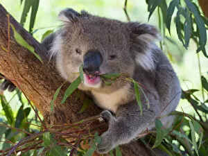 2018 October Highlights Gallery: RF - Koala (Phascolarctos cinereus) eating leaves, Melbourne, Victoria, Australia