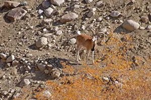 RF - Ladakh urial (Ovis vignei vignei) ram, standing on rocky ground, Hemis Shukpachan village, Ladakh, India